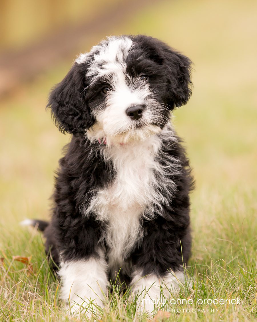 pet-photographer-new-jersey-portuguese-water-dogs-and-doodle-new