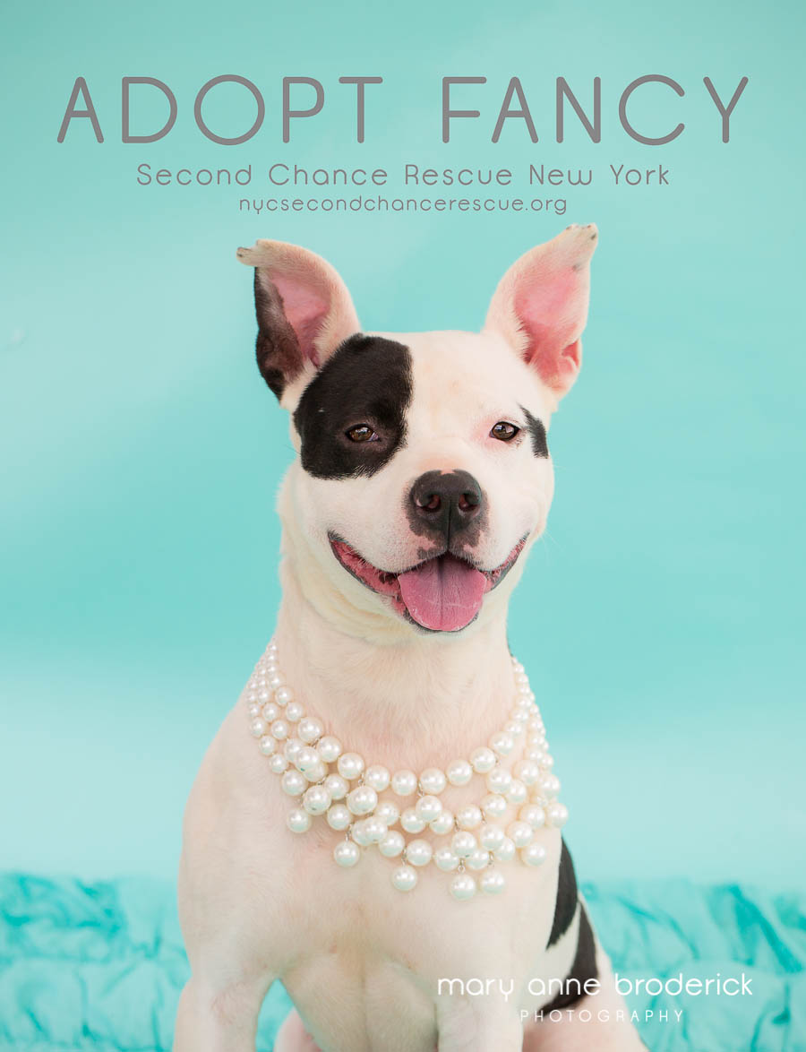 NJ Pet Photographer | Adopt 2nd Chance Rescue NYC » New ...