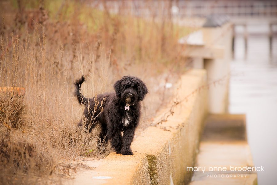 portugese_water_dog_sophie-10