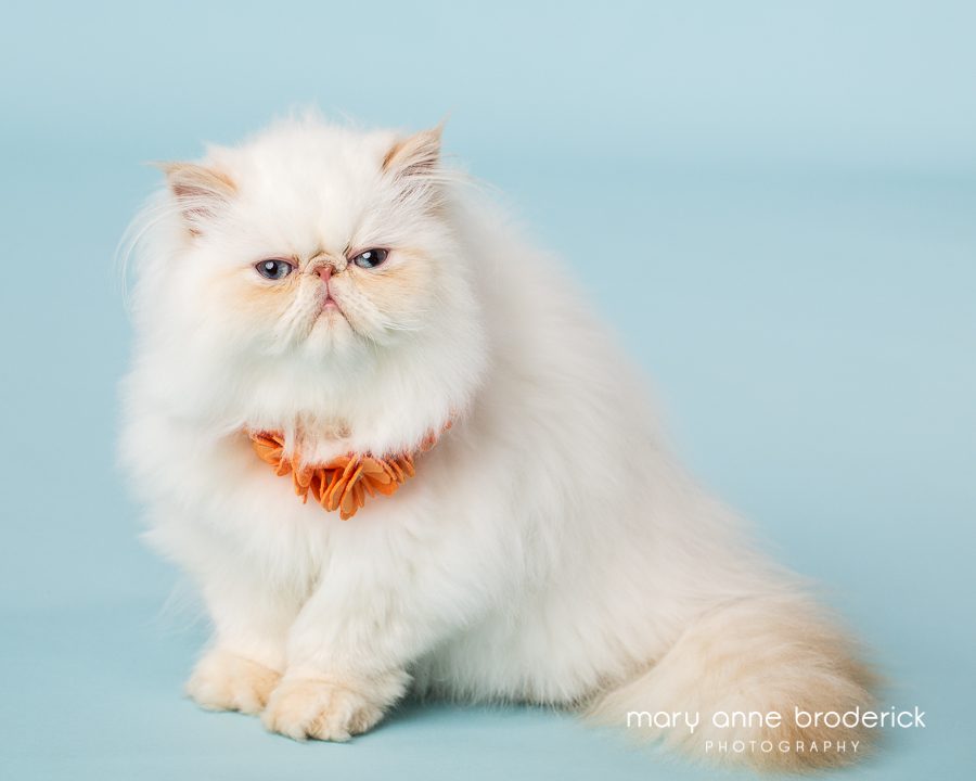 New Jersey Cat Photographer | Cream Point Himalayan Scarlet Diamond ...