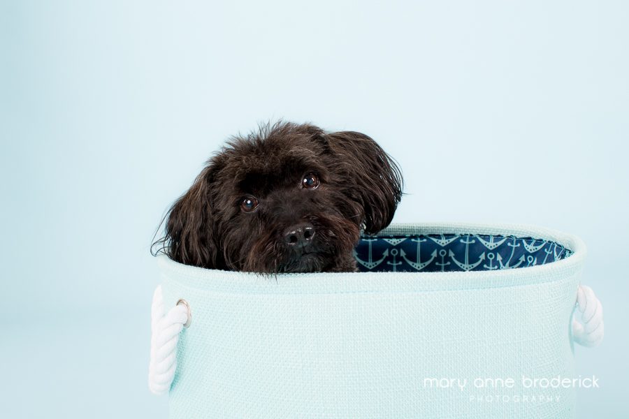 toy_poodle_romeo-2