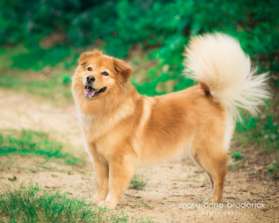 chow_golden_retriever_willow-5