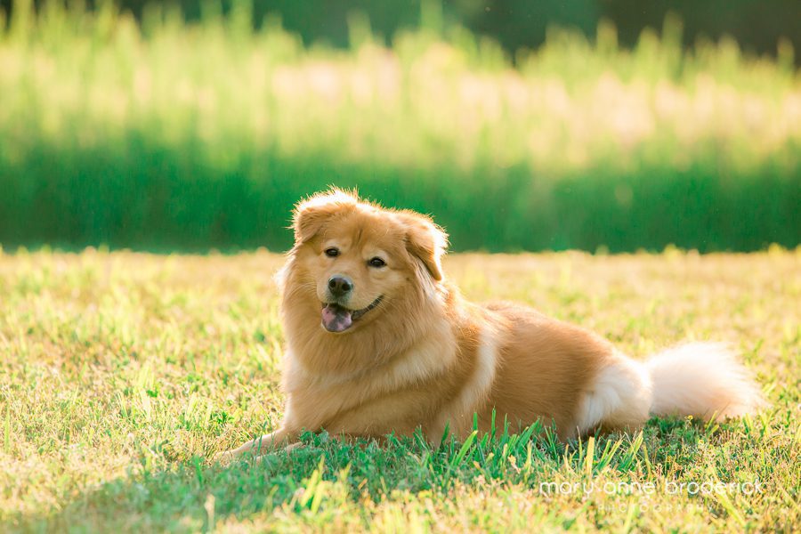 chow_golden_retriever_willow-8