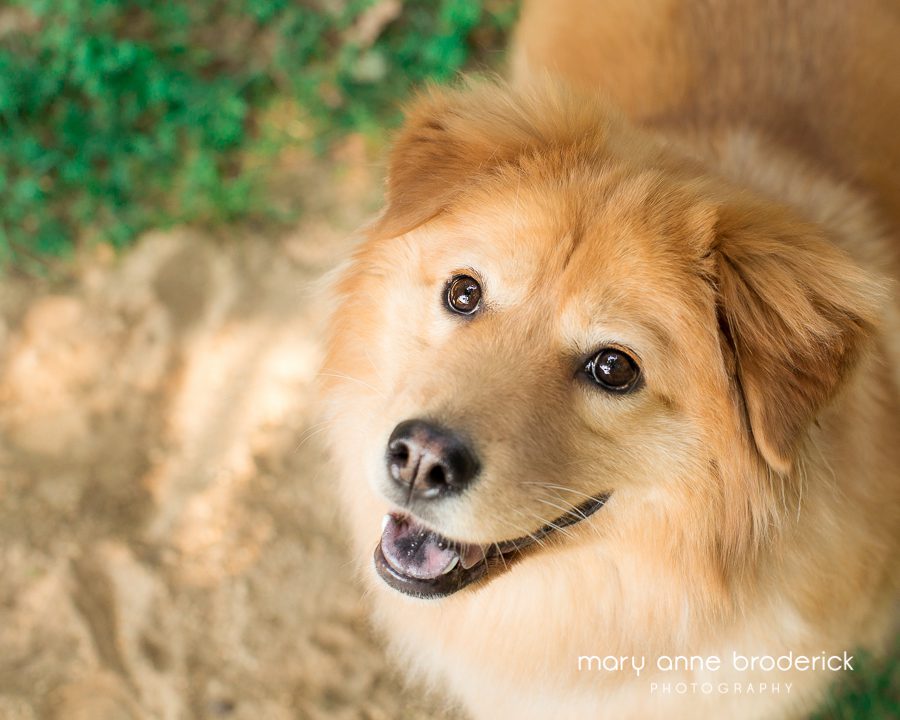 chow_golden_retriever_willow-9